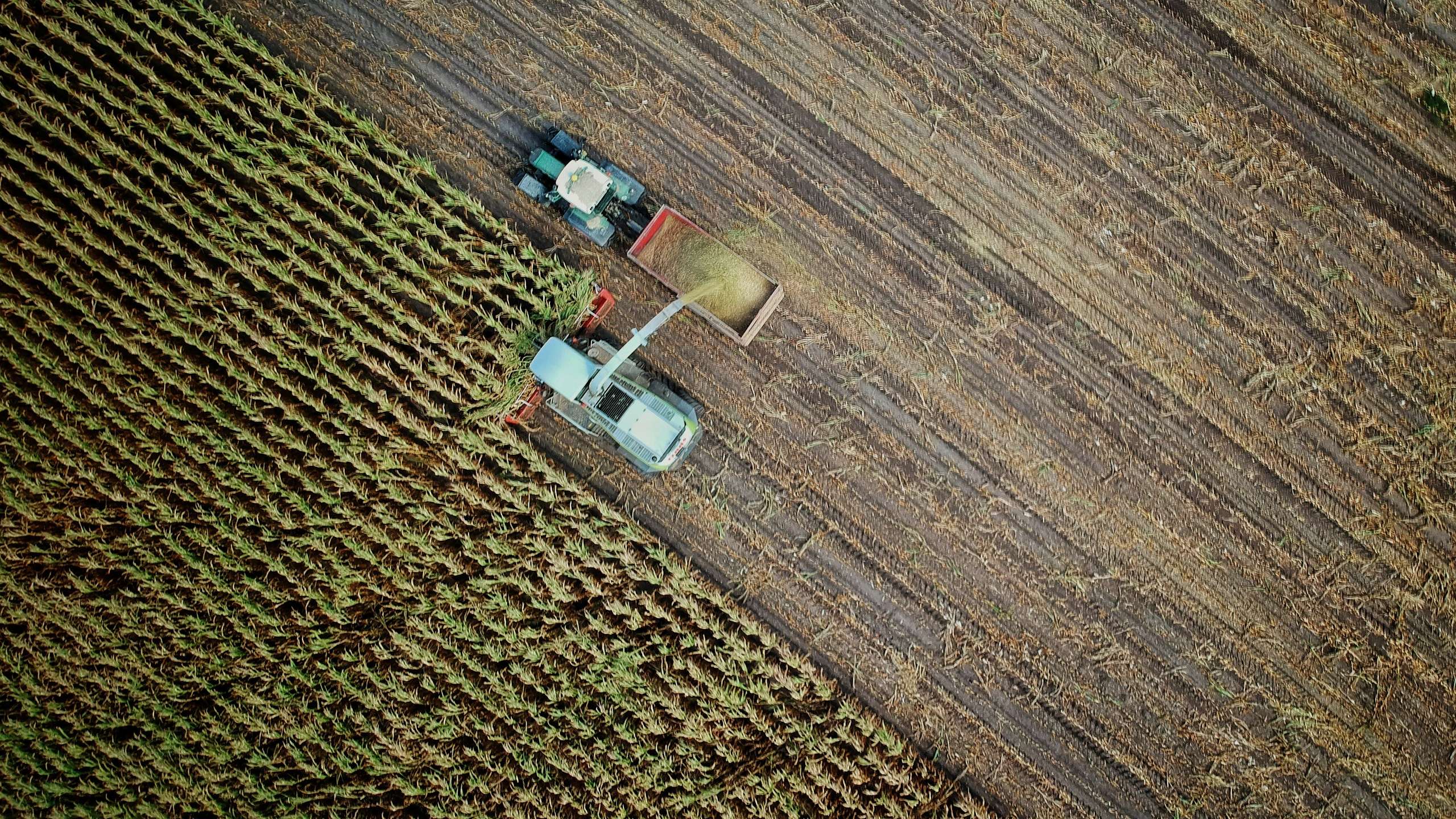A maize harvester cutting through a field, seen from directly above.