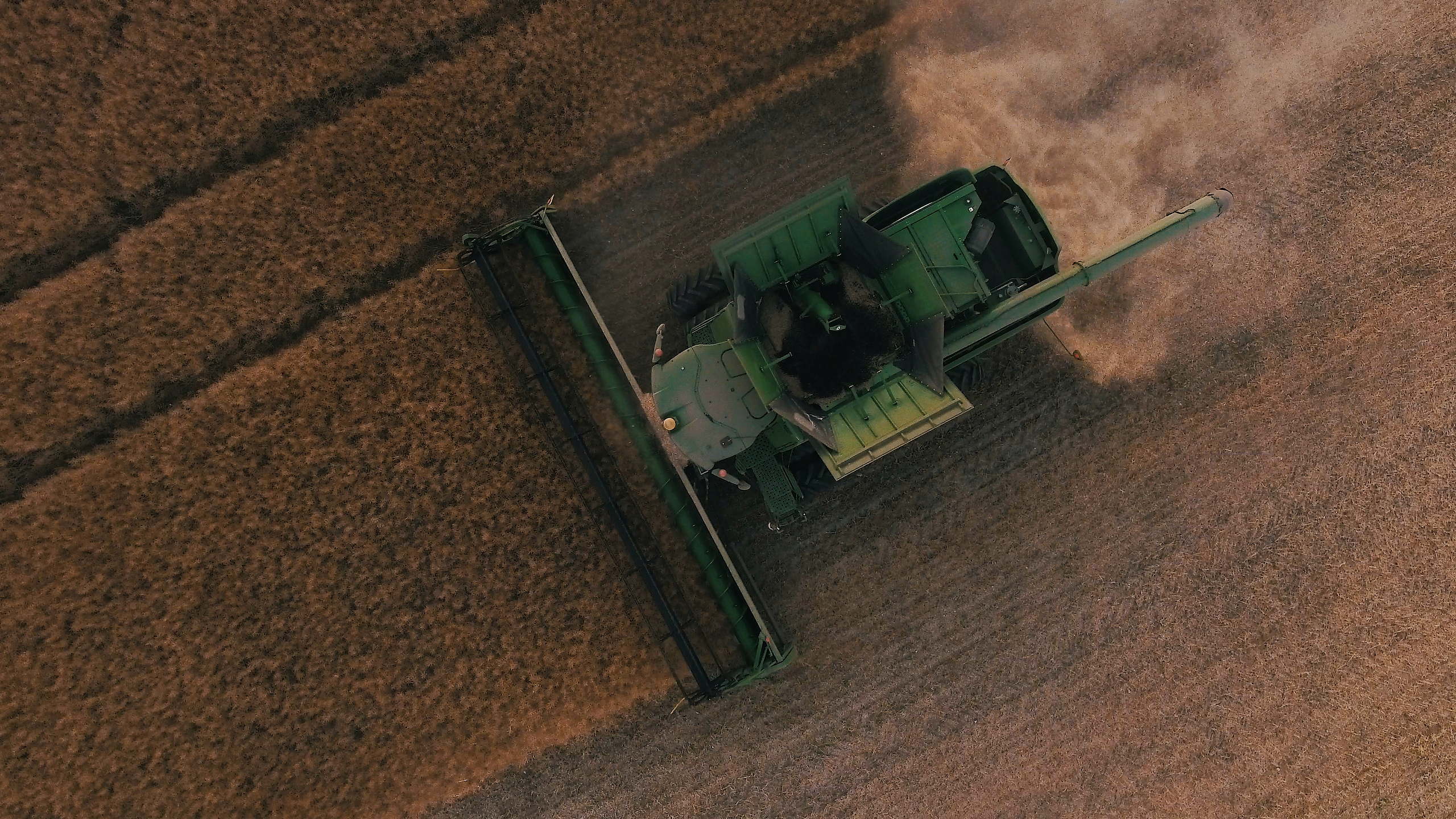 A combine harvester cutting a ripe grain field, seen from directly above.
